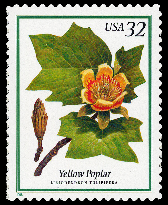 Tulípero en flor (Liriodendron tulipifera). Sello de la serie Árboles en flor (1998).