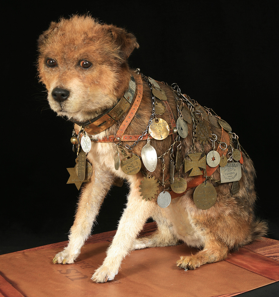 a stuffed Owney wearing a harness with many tags attached