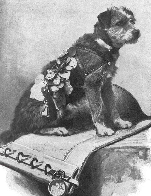 Preserving the Real Thing An Interview with Owney the Dog s