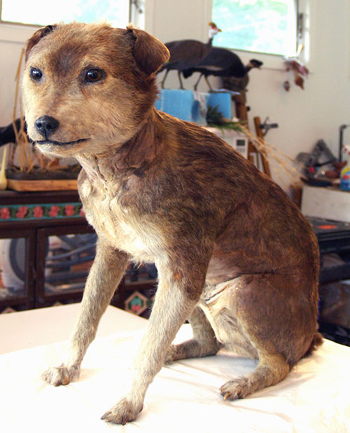 Taxidermied dogs cheap