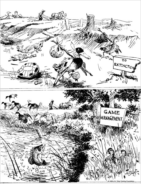 Cartoon of injured ducks following a sign To Extinction above. cartoon of ducks flying into a pond next to a sign that says Game Management below