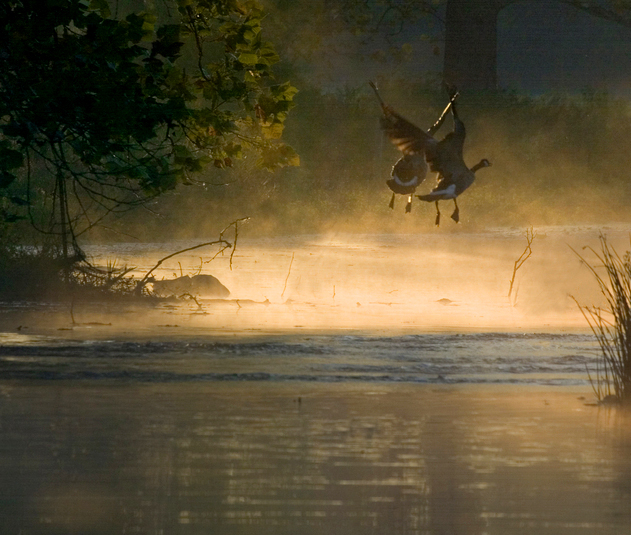 Two Canada geese take flight as the morning sun illuminates the rising mist over the water.