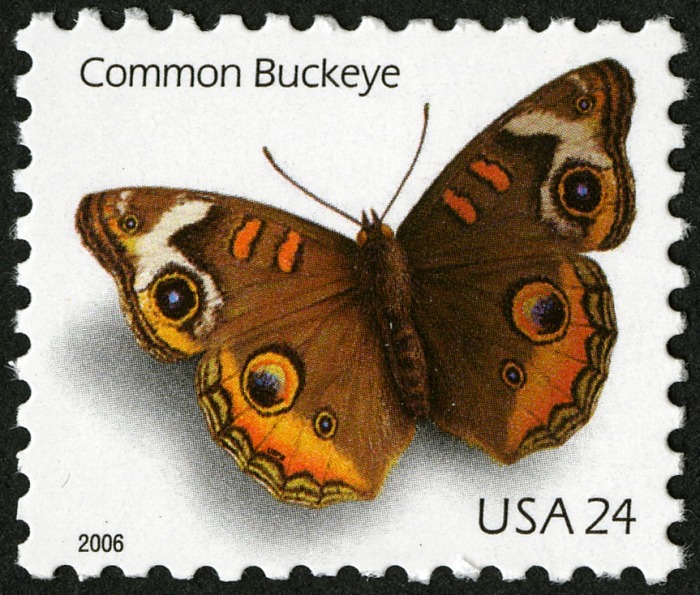 24 cent Common Buckeye Butterfly National Postal Museum