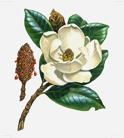 Magnolia. Diseño para la serie Árboles en flor (1998).