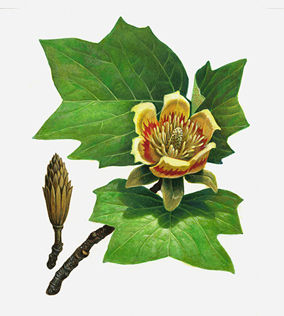 Tulípero en flor (Liriodendron tulipifera). Diseño para la serie Árboles en flor (1998).