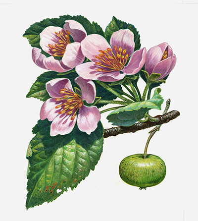 Manzano silvestre. Diseño para la serie Árboles en flor (1998).