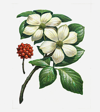 Cornejo del Pacífico. Diseño para la serie Árboles en flor (1998).