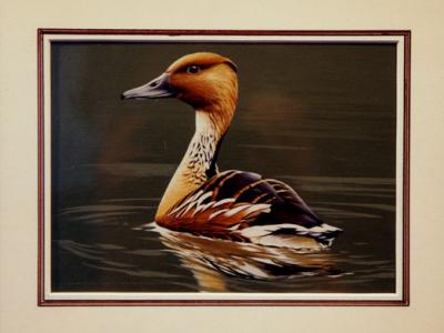 Duck Stamps National Postal Museum