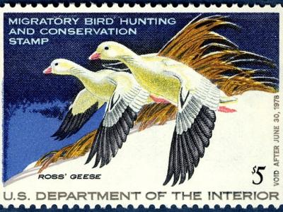 Duck Stamps National Postal Museum